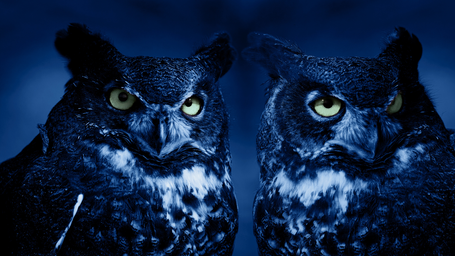 Owl Stock